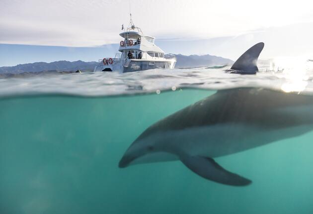 Experience New Zealand's unique nature and wildlife. Go whale watching or explore the unspoiled landscape. Discover more now.