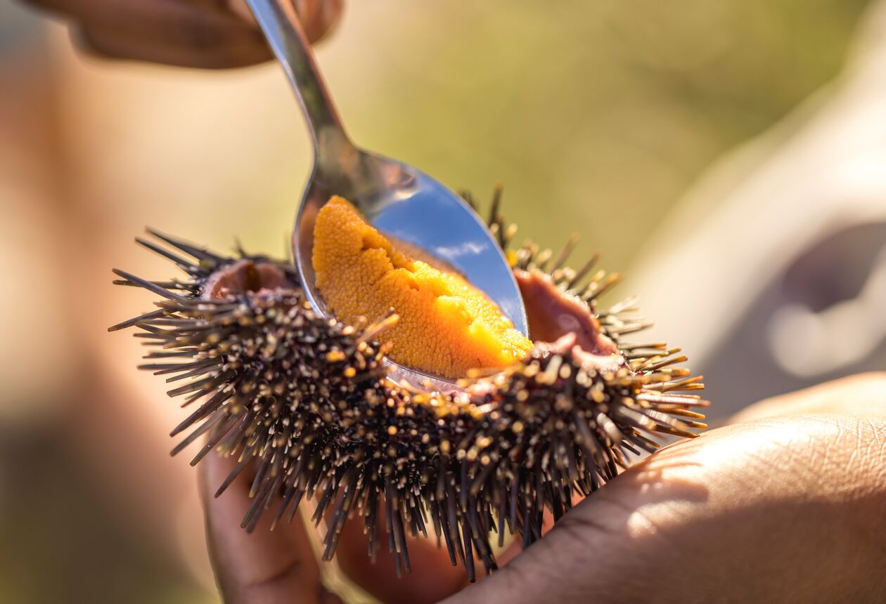 New Zealand seafood is world famous. Try our aromatic crayfish, succulent king salmon and delicious green-lipped mussels. Here's your guide to finding fresh seafood in New Zealand.