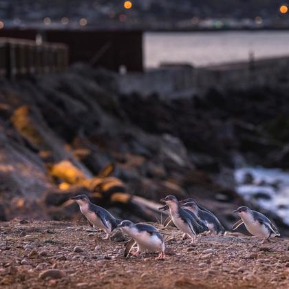 Penguins at Oamaru