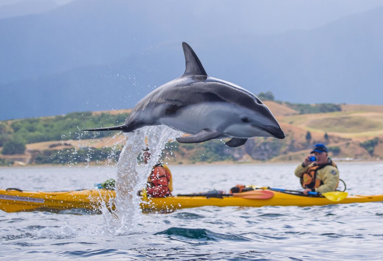 Experience a blend of history, adventure, wildlife and the spectacular outdoors on this 11 day loop from Christchurch to Nelson and back. Travel Akaroa and Kaikōura for whale watching and on to the world-famous Marlborough wine region. Find out more. 