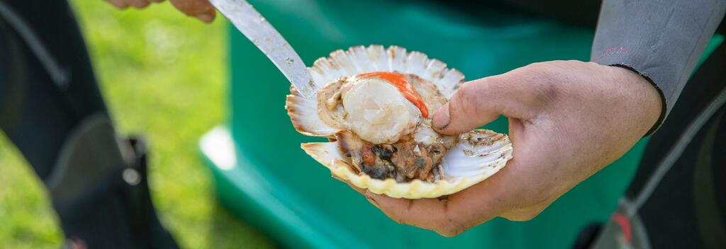 Scallops at Wharekaho
