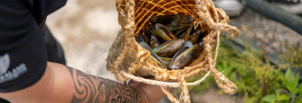 Green lipped mussels at Te Puia