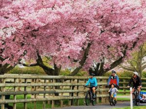 Hauraki Rail Trail Section E Cherry Blossoms
