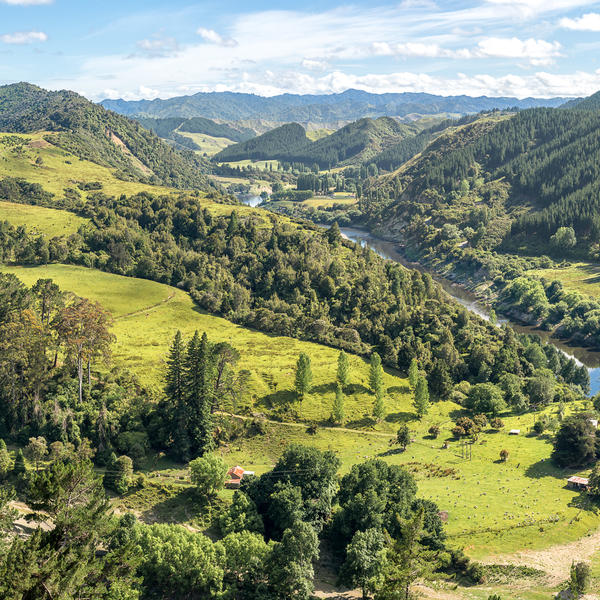 Whanganui River Road Pano View