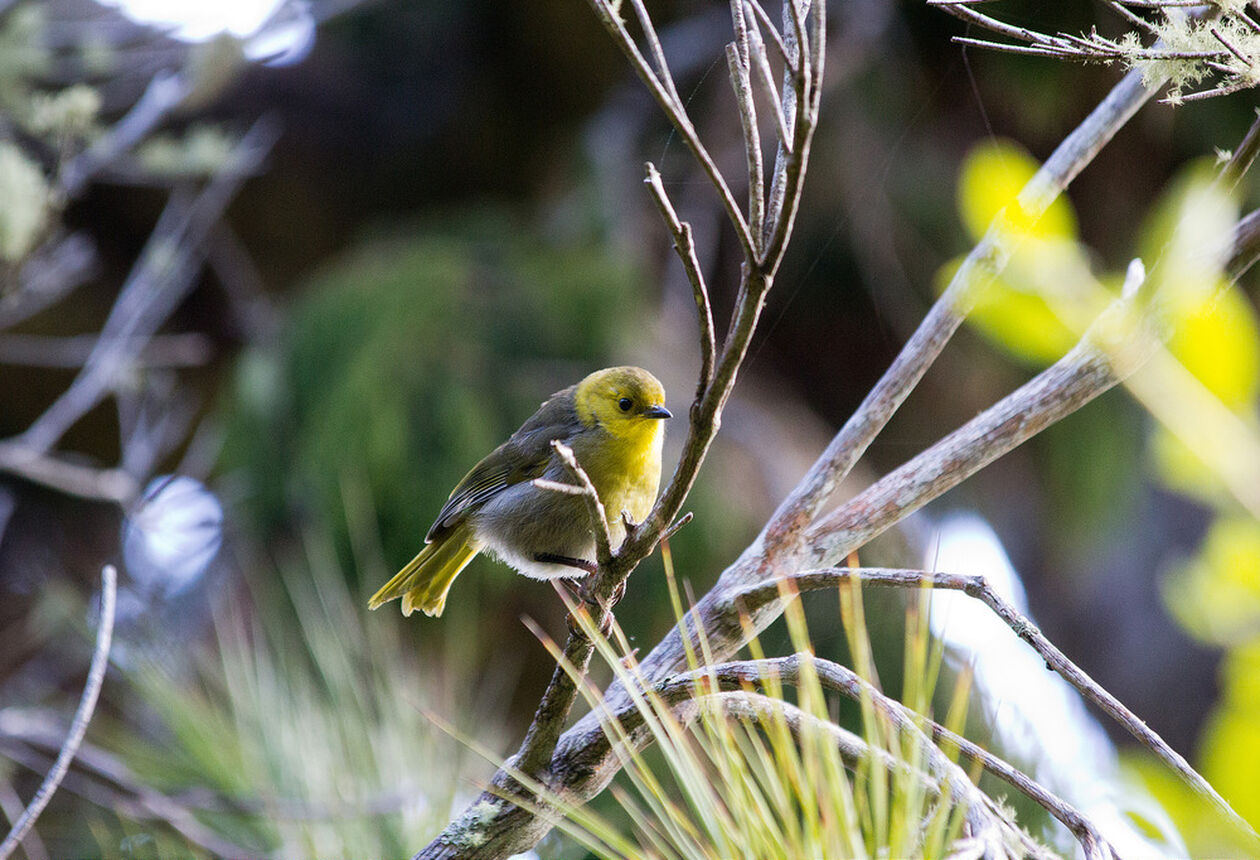 Stewart Island is a bird watcher's paradise, teeming with many of New Zealand's native and endangered species - including the kiwi, which outnumber humans.