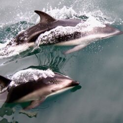 Marlborough is rich with marine, bird and wildlife