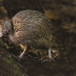 Brown Kiwi-Otorohanga Kiwi House