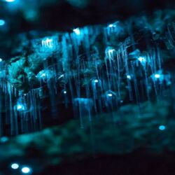 Glow Worms at nearby Waipu Caves