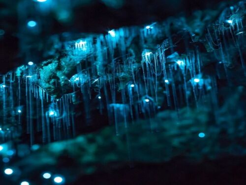 Glow Worms at nearby Waipu Caves