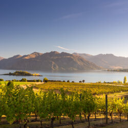 와나카 리폰 포도원