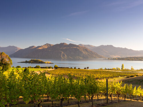 와나카 리폰 포도원