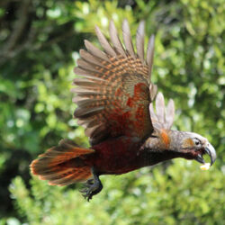 Kākā in flight