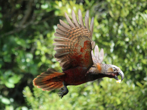 Kākā in flight