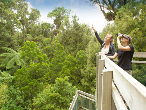 Enjoying the view from the canopy tower at Sanctuary Mountain Maungatautari