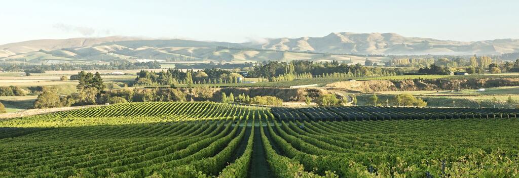 View from Greystone Vineyard, Waipara