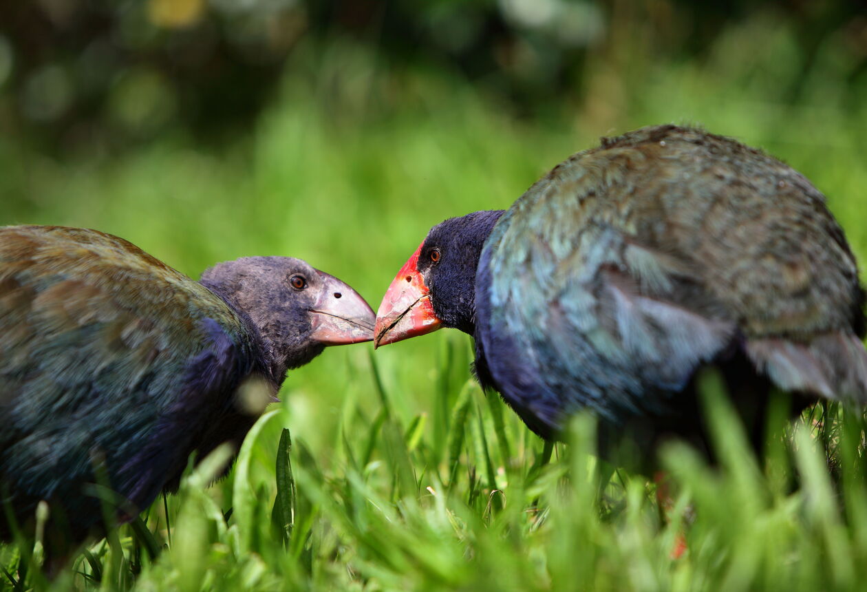 Just 30 kilometres from central Auckland, Tiritiri Matangi Island is one of the most successful conservation projects in the country. Native birds flourish on the island. Find out how to get there.