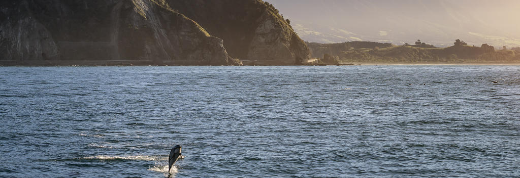 Kaikoura is the best place to encounter dolphins!