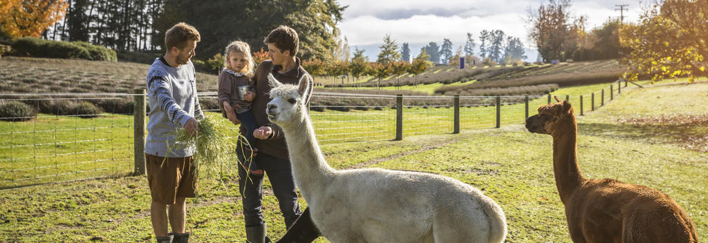 Feed Alpaca their breakfast in Wanaka