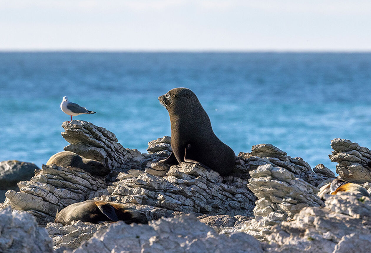 はじめての海外グルメ旅は、ニュージーランドで。カフェも、ワインも、レストランも。食べきれないほど、食べたい！だらけ。