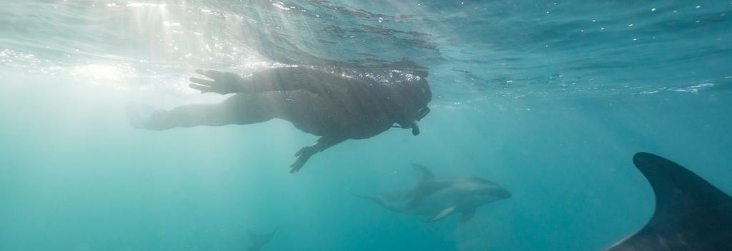 Snorkelling with dolphins in Kaikōur