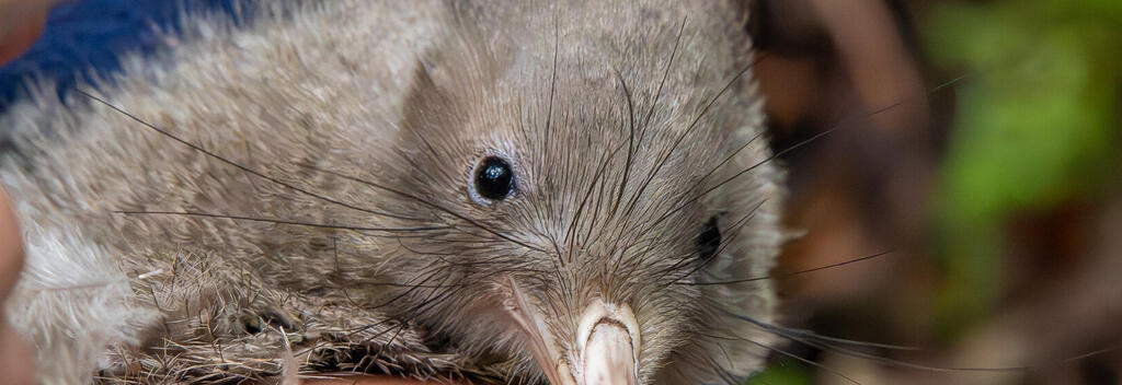 Kiwi pukupuku (little spotted Kiwi) at Brook Waimārama Sanctuary