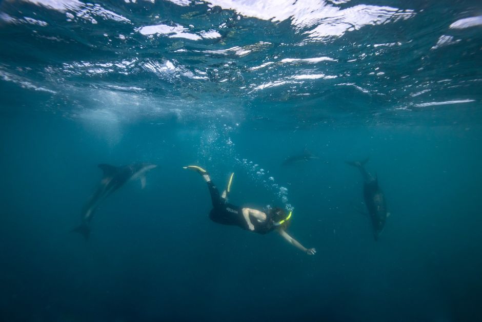 Swimming with Dolphins in Kaikōura