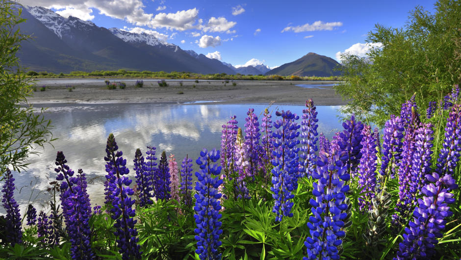 Colourful alpine lupins decorate the foothills of the Southern Alps during spring.