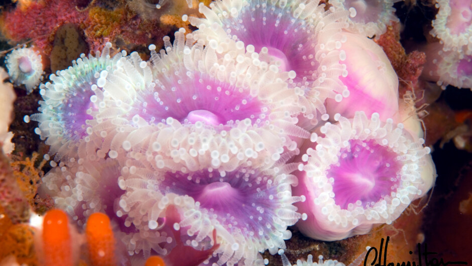 Poor Knights Islands colourful anenomes.