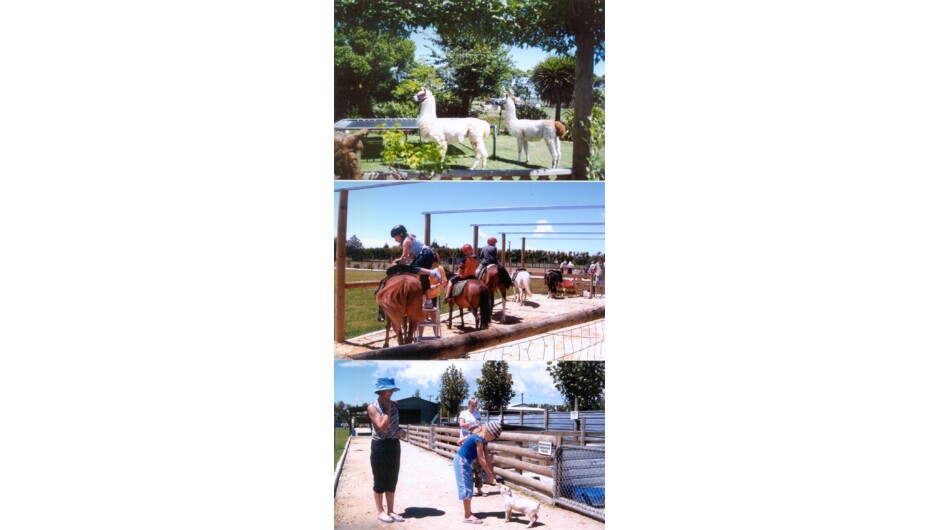 Hawkes Bay Farmyard Zoo and Pony Rides