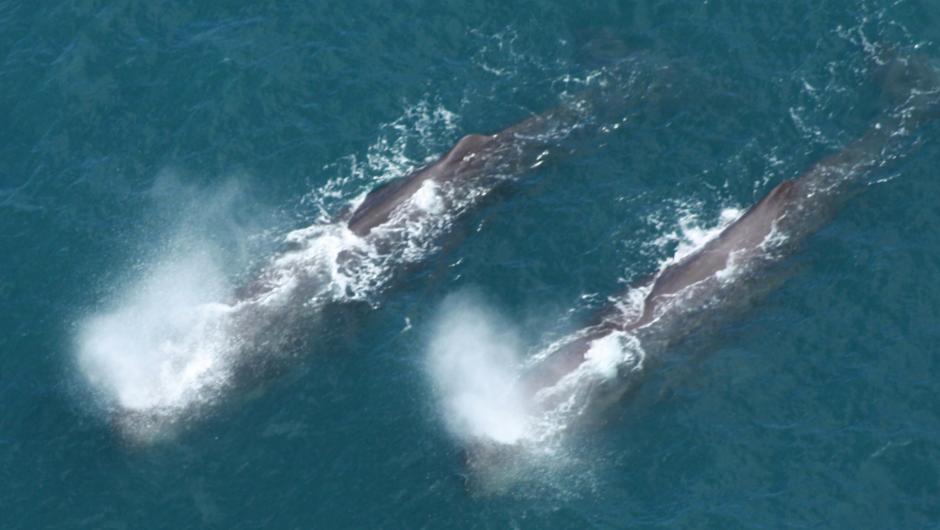 2 Sperm Whales1