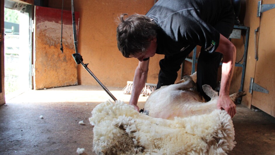 Experience sheep shearing in a traditional shearing shet