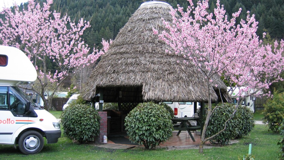 BBQ area in spring, under the cherry blossom trees