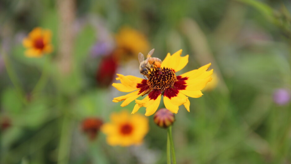 Summer brings an explosion of wildflowers at our amazing deer farm experience