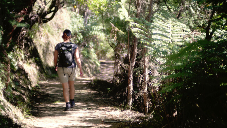 Walking on the Queen Charlotte track