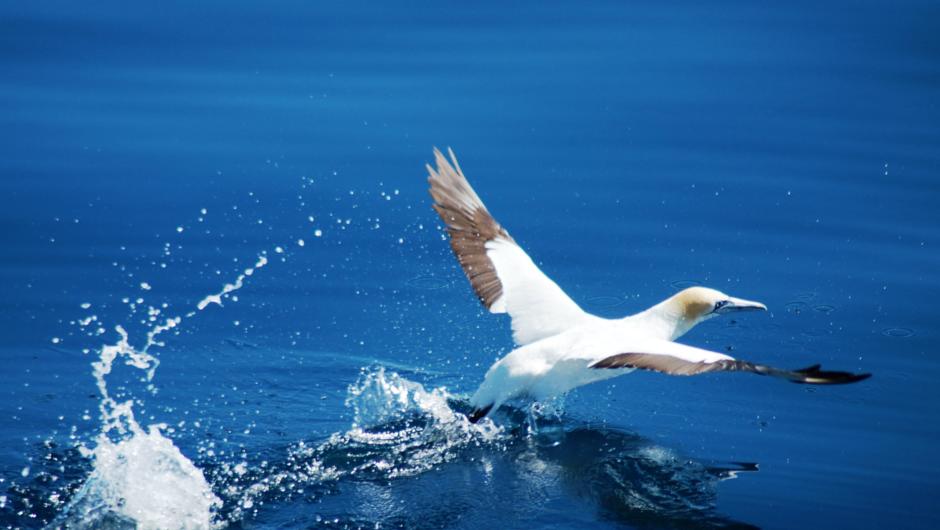 ハウラキ湾海洋公園には圧倒的な数の海鳥が訪れます。