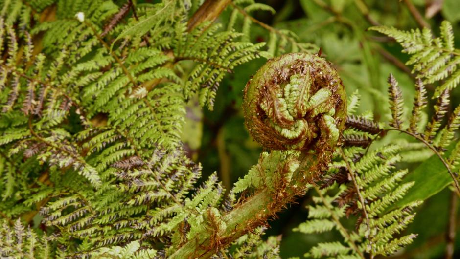 Delicate fern unfolds in the wild, Pukaha Mount Bruce, New Zealand