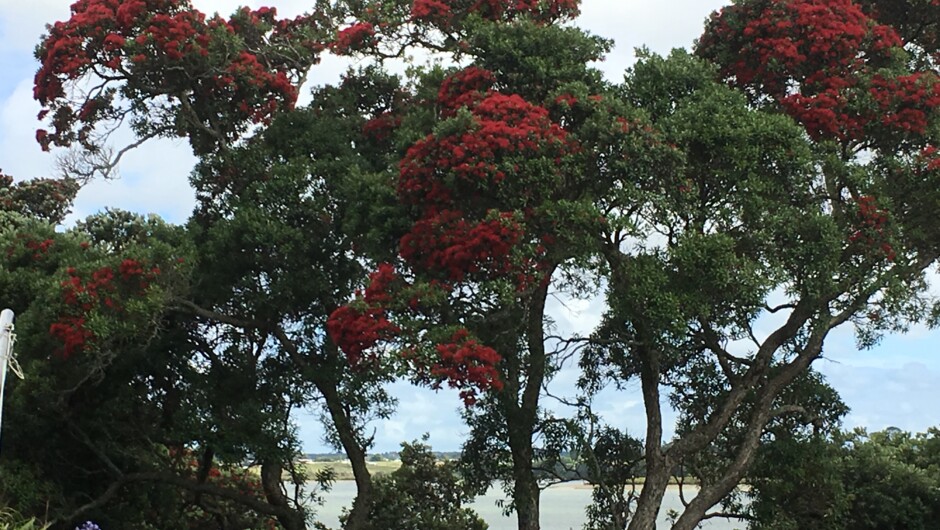 Beautiful Pohutakawa trees around the edge of the camp.