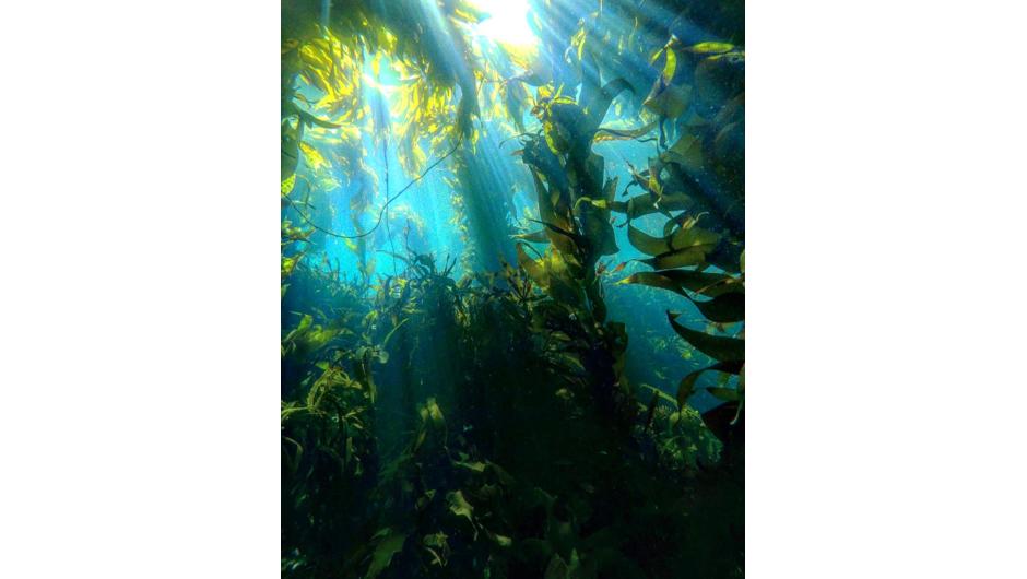 Lighting streaming through the kelp forest