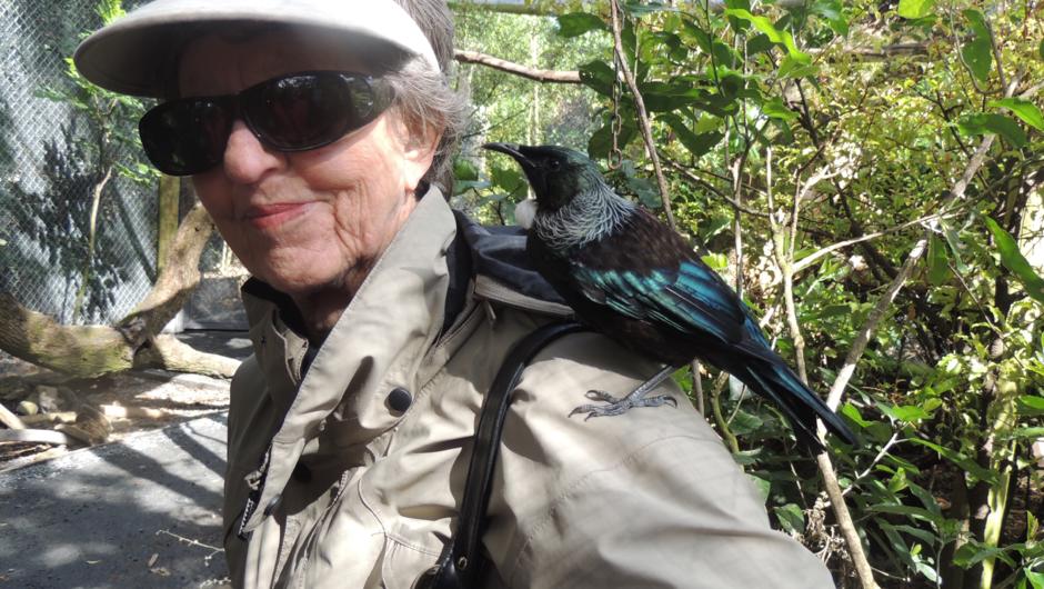A visitor gets a close encounter with a friendly Tui