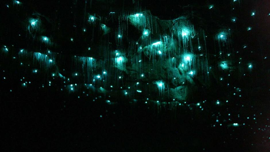 Spellbound Glowworms are easily seen on cave ceiling