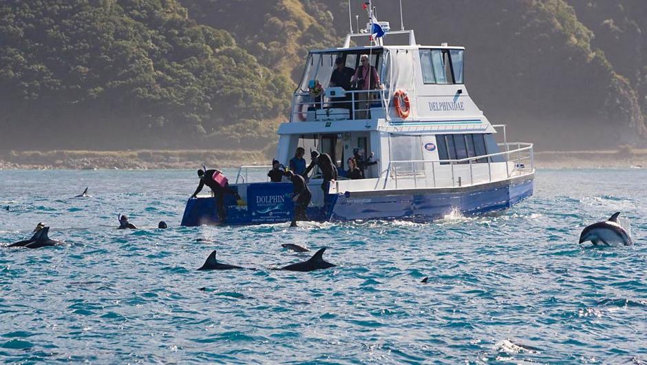 ニュージーランドのカイコウラでイルカと泳ぐ