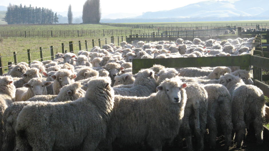 Sheep waiting in yards for shearing