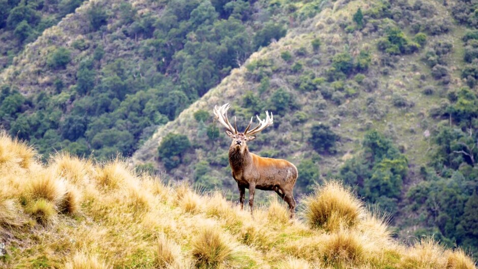 The "Royal" Red Stag, gifted to New Zealand for hunters the world over to enjoy