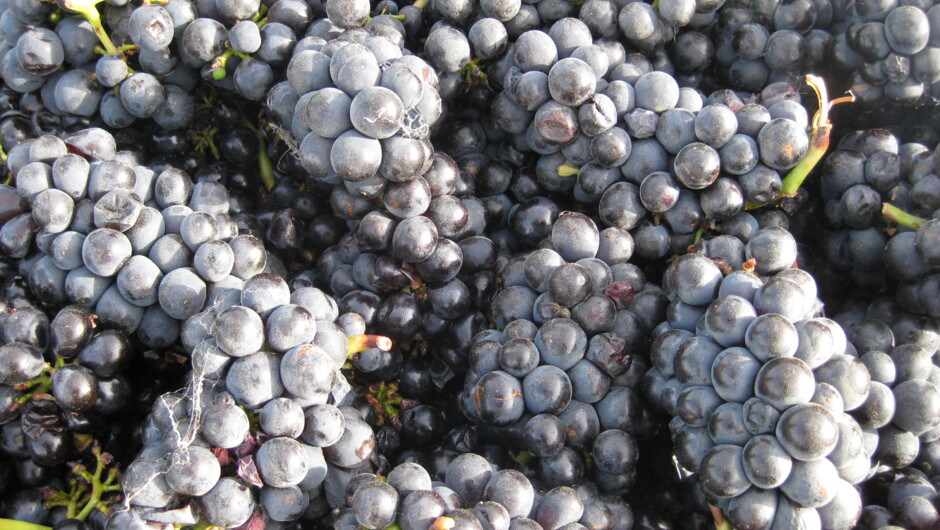 Ceres Wines - Pinot Noir