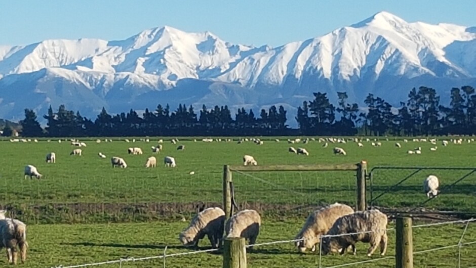 CanterburyPlains with snow capped Southern Alps in the background.
