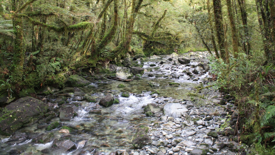 Milford Track, Fiordland