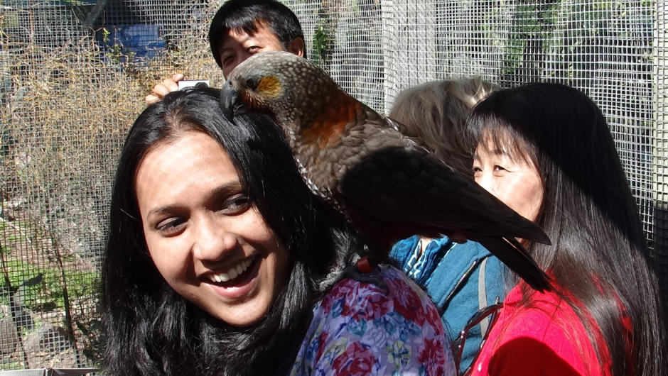 A Kaka lands on a visitor during a Nga Manu Feed Out Tour