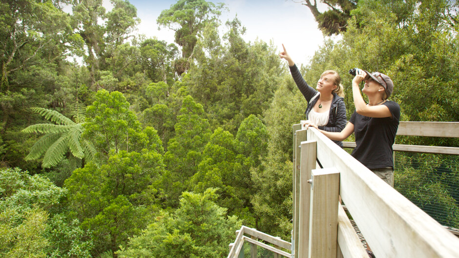 Enjoying the view from the canopy tower at Sanctuary Mountain Maungatautari