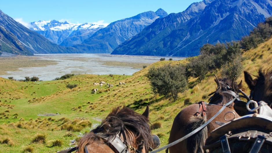 Optional High Country Experience (Wagon Ride): the terrain means treks are only at walking pace. Despite their size the Clydesdales are gentle giants - highly intelligent animals who definitely know how to put a grin on people’s faces!