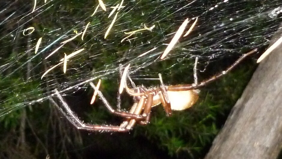 Large, harmless "sheet web spiders" emerge after dark.